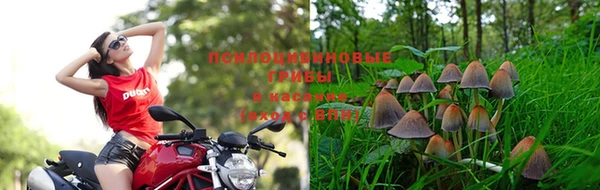 стаф Пересвет